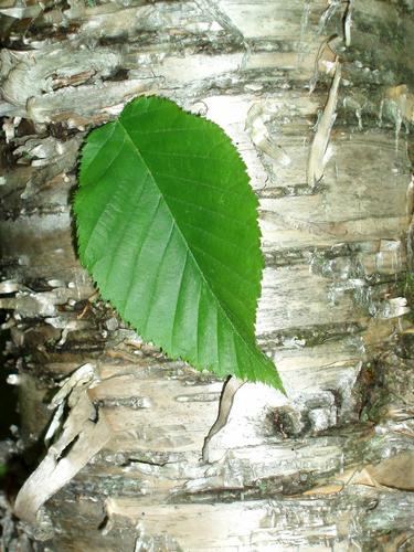 Yellow Birch