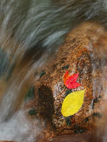 colorful fall leaves on Sabbaday Brook in New Hampshire