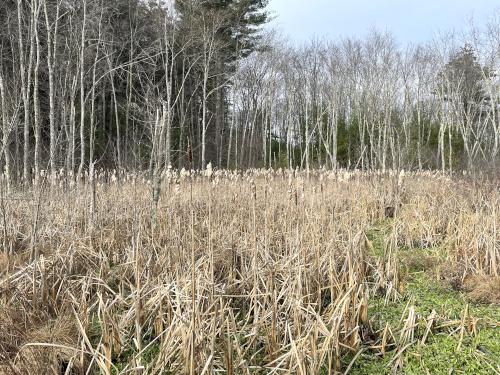 swamp in November at Forty Caves in eastern Massachusetts