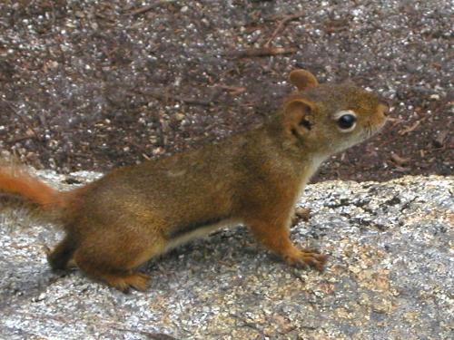 Red Squirrel