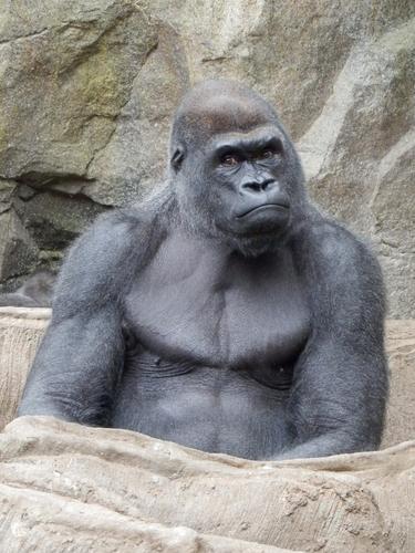 gorilla at Franklin Park Zoo in Massachusetts