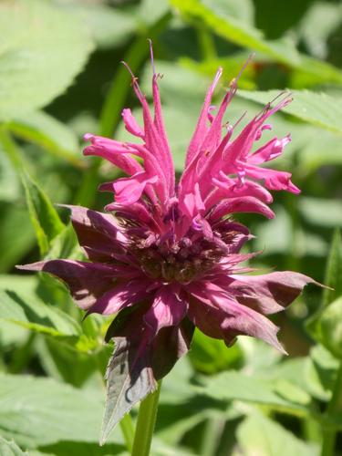 Mahogany Bee Balm