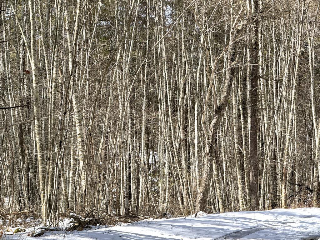 woods in February at Freetown State Forest in southeast MA