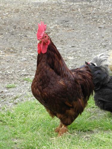 male Domestic Chicken (Gallus gallus domesticus)