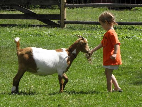 Domestic Goat (Capra aegagrus hircus)
