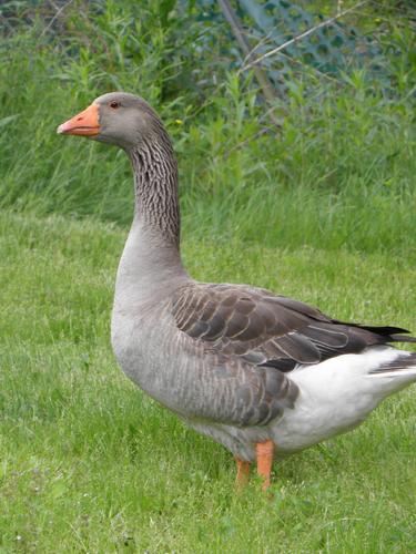 Domestic Goose (Anser anser domesticus)