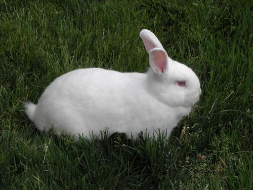Domestic Rabbit (Oryctolagus cuniculus)