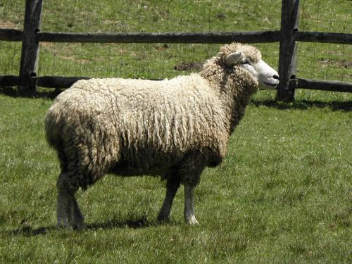 Domestic Sheep (Ovis aries)