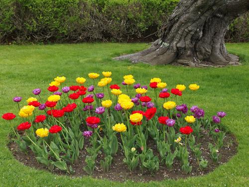 flowers at Fuller Gardens at North Hampton in coastal New Hampshire