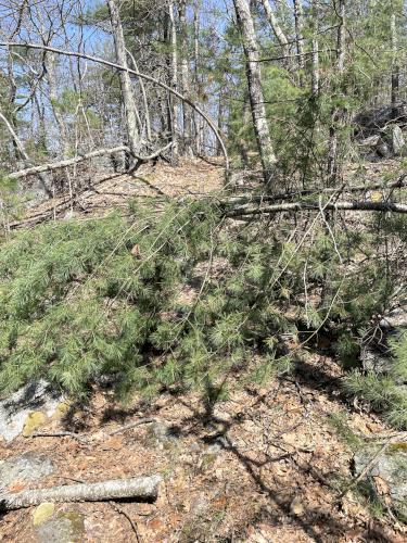 trail at Gardiner Mountain in southern NH