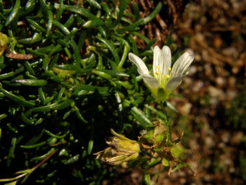 Mountain Sandwort