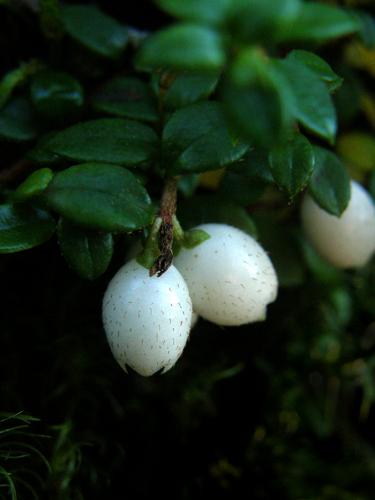 Creeping Snowberry berries