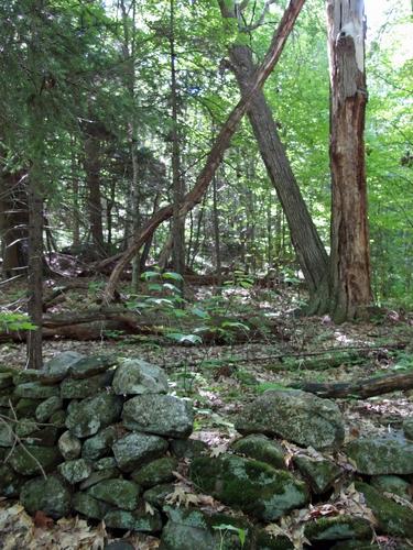 bushwhack terrain at Gates Mountain in southwestern New Hampshire