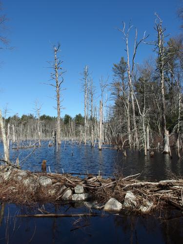 pond at Georgetown-Rowley State Forest in northeastern Massachusetts