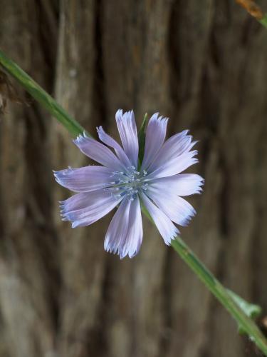 Chickory (Chicorium intybus) flower at Gibbet Hill near Groton in northeastern Massachusetts