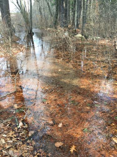 flooded trail at Great Meadows NWR north in northeastern Massachusetts