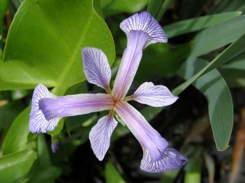 Blue Flag (Iris versicolor)