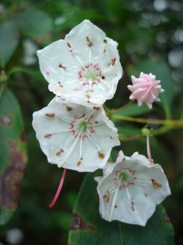 Mountain Laurel