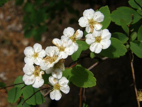 Common Ninebark (Physocarpus opulifolius)