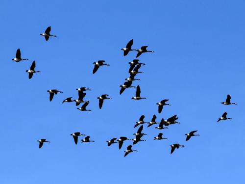bird flock in March at Good Harbor Beach in eastern MA