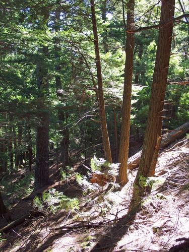 woods on the way up to Goodwin Hill in New Hampshire