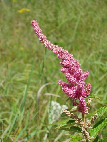 Steeple Bush flower