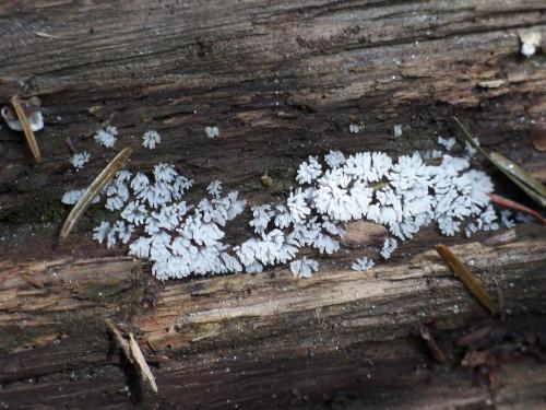 Coral Slime (Ceratiomyxa fruticulosa) in August at Mount Grant in northern Vermont