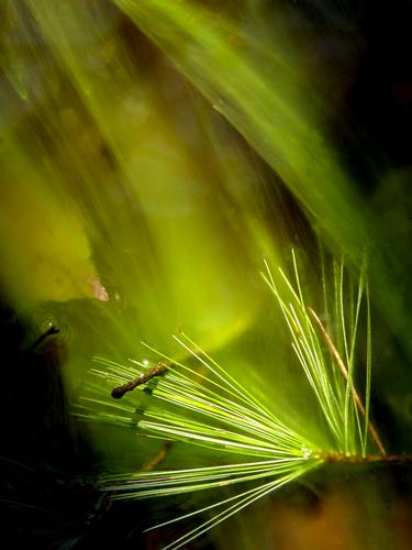 pond slime at Great Bay NWR in New Hampshire