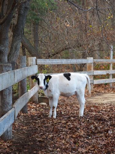 Holstein calf at Great Brook Farm State Park in northeastern Massachusetts