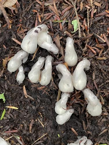 Indian Pipe (Monotropa uniflora) in June at Great Brook Trail in southern New Hampshire