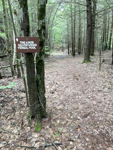 side trail in june at Great Brook Trail in southern New Hampshire