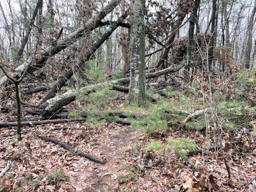 fallen trees in December on the trail to Great Hill in eastern MA