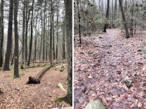 trails in December at Great Hill in eastern MA