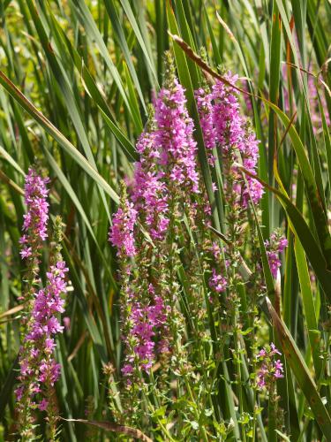 Purple Loosestrife (Lythrum salicaria) in August at Great Meadows National Wildlife Refuge in eastern Massachusetts