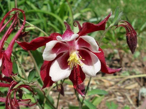 Garden Columbine