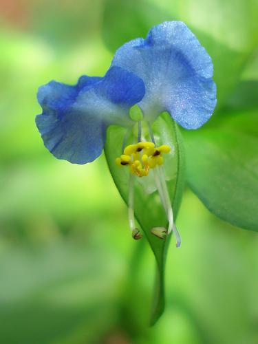 Asiatic Dayflower (Commelina communis)