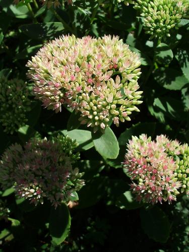 Autumn Joy Stonecrop (Sedum 'Herbstfreude')