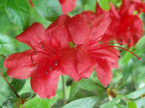 Flame Azalea (Rhodendron calendulaceum)