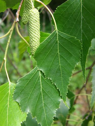 Gray Birch