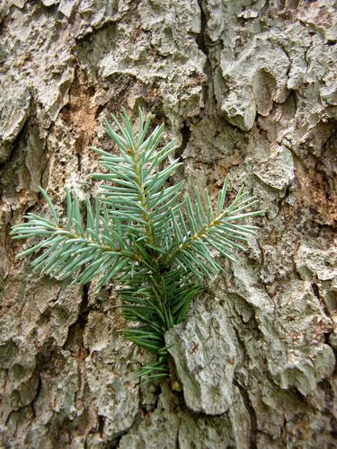 Blue Spruce (Picea pungens)
