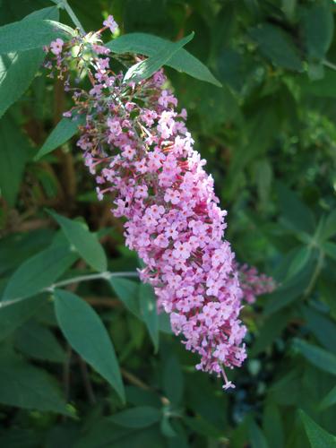 Butterfly Bush