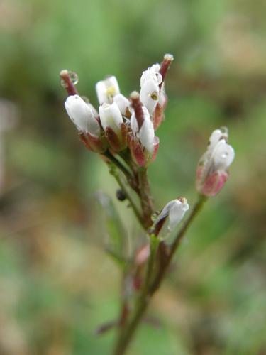 Hairy Bittercress (Cardamine hirsuta)