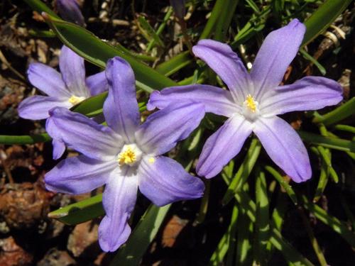 Glory-of-the-snow (Chionodoxa luciliae)
