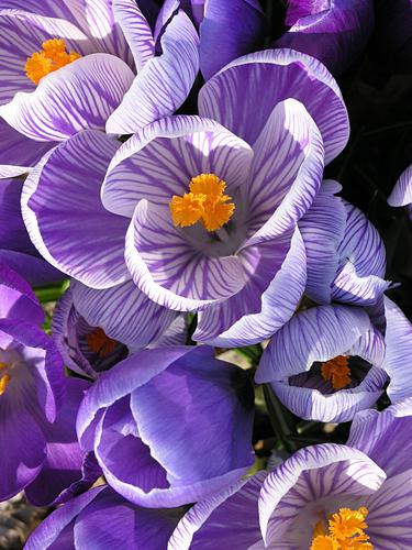 Dutch Crocus (Crocus vernus)