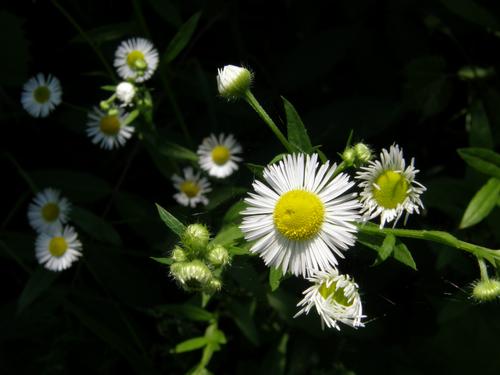 Daisy Fleabane