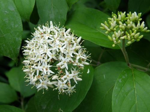 Red-osier Dogwood