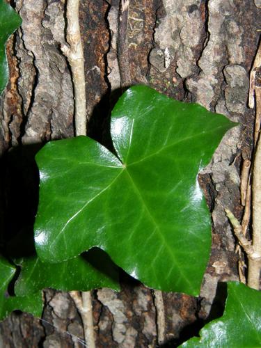 English Ivy (Hedera helix)