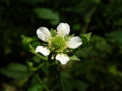 White Avens
