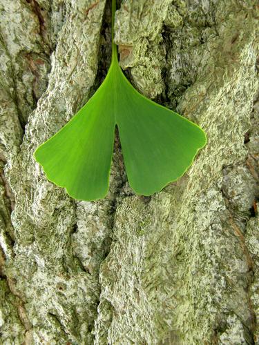Ginko (Ginko biloba)