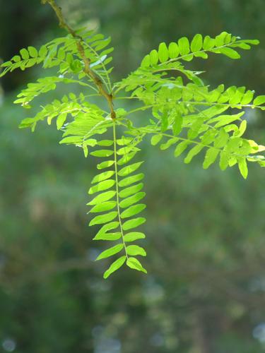 Honey Locust (Gleditsia triacanthos)
